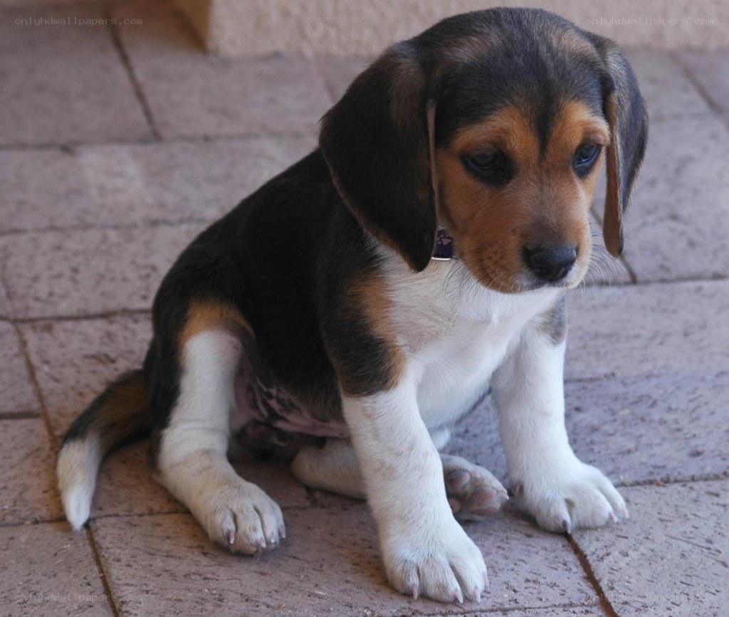 beagle puppy sitting on patio