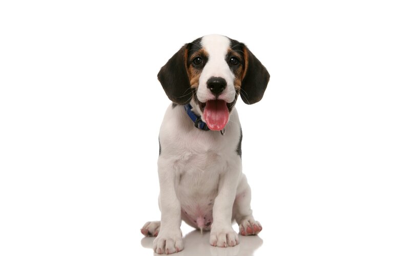 Beagle Puppy Sitting — White