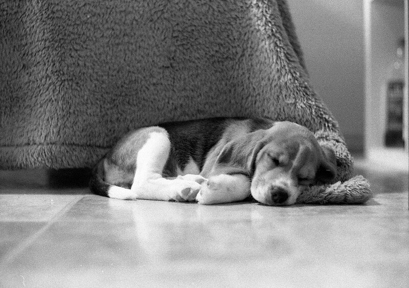Beagle Puppy Sleeping — Black, Peaceful