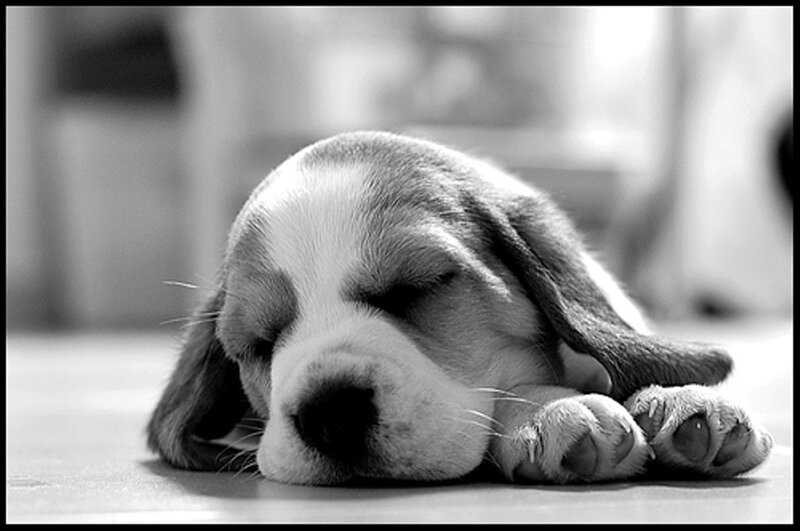 Beagle Puppy Sleeping — Black