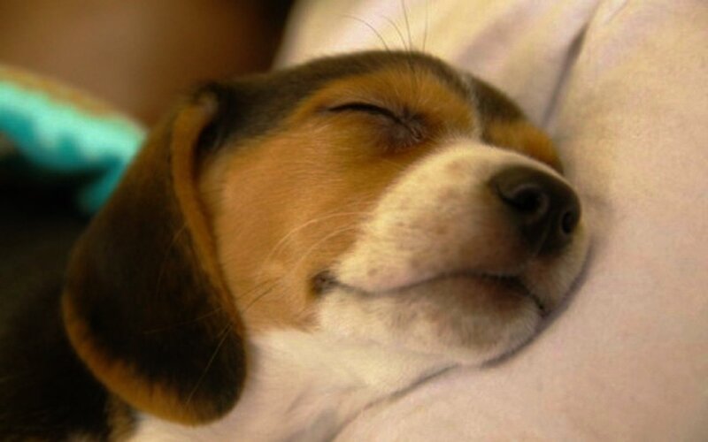 Beagle Puppy Sleeping — Brown, Peaceful, Photograph