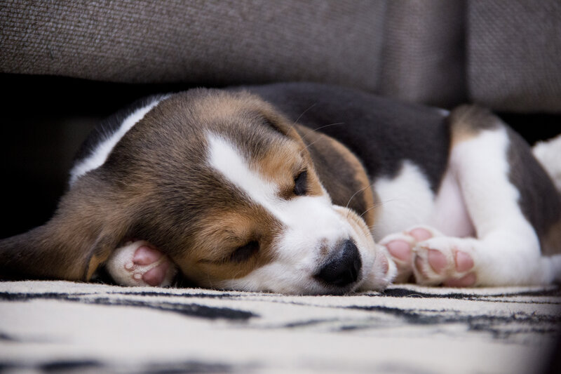 Beagle Puppy Sleeping — Brown, Peaceful