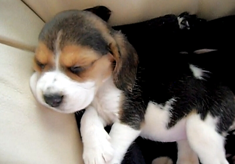 Beagle Puppy Sleeping — Brown, Sleepy