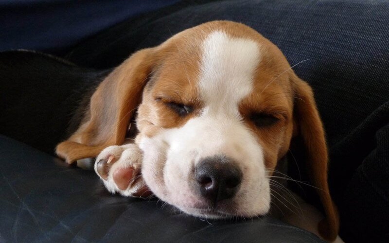 Beagle Puppy Sleeping — Brown