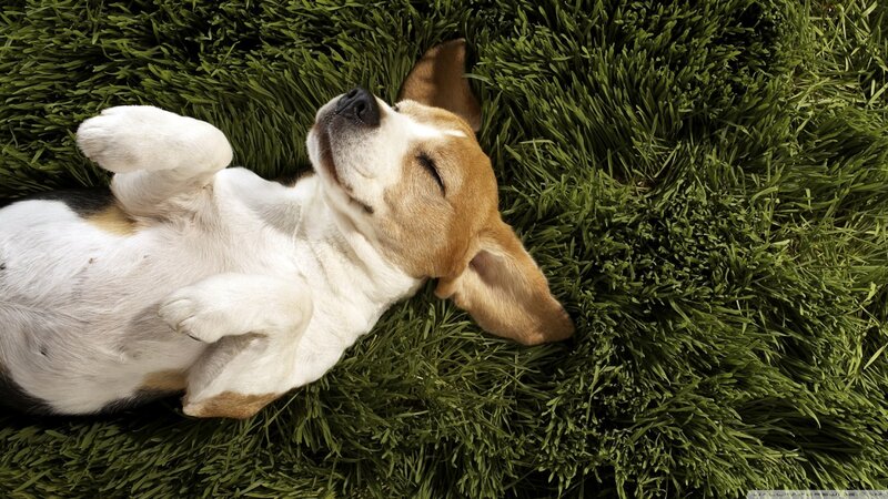 Beagle Puppy Sleeping — Green, Peaceful