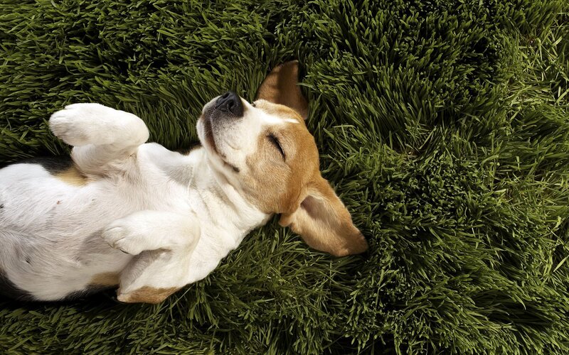 Beagle Puppy Sleeping — Green