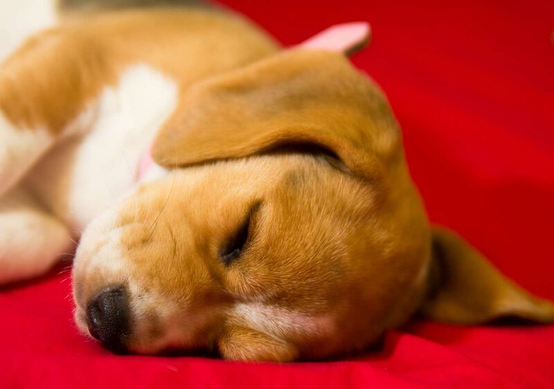 Beagle Puppy Sleeping — Red, Peaceful