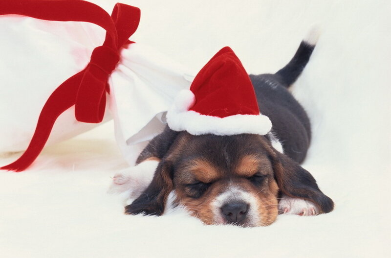 Beagle Puppy Sleeping — Red