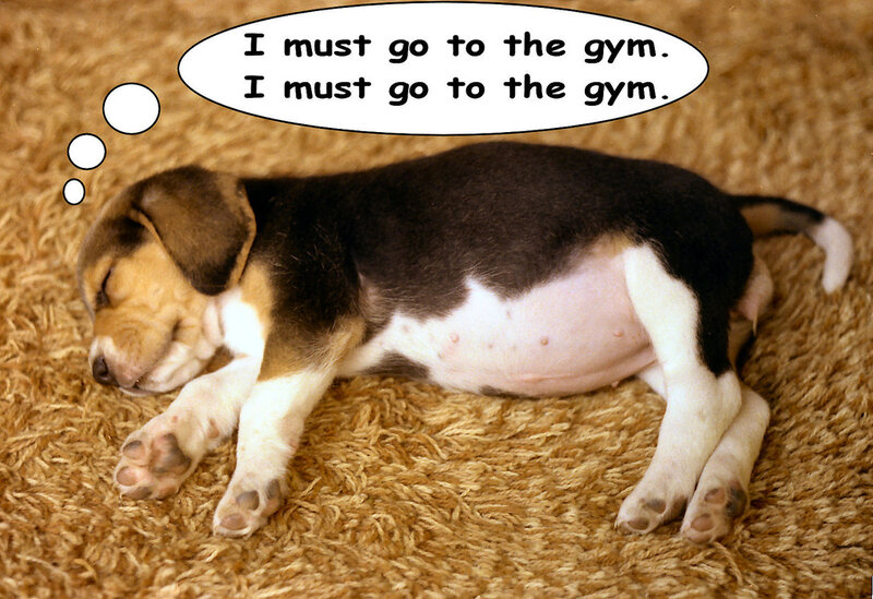 Beagle Puppy Sleeping