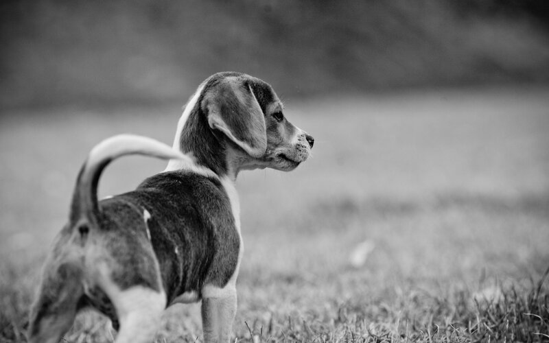 Beagle Puppy Standing — Black, Calm, Photograph, Grass