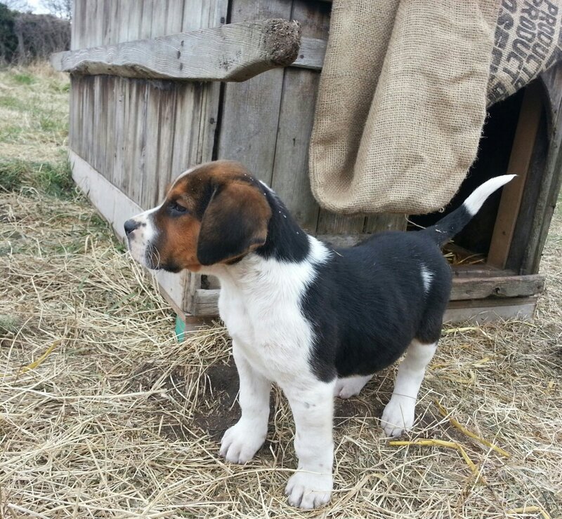 Beagle Puppy Standing — Black, Calm