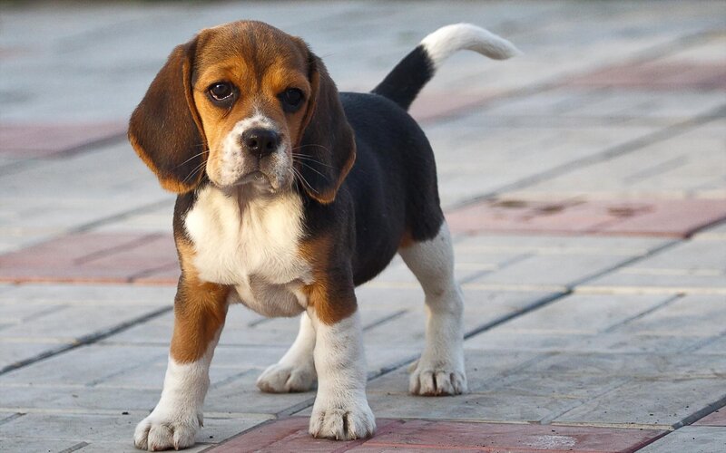 Beagle Puppy Standing — Brown, Calm