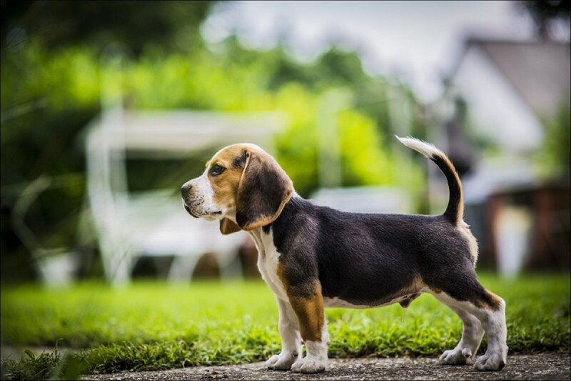 Beagle Puppy Standing — Green