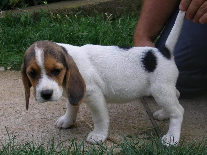 Beagle Puppy Standing