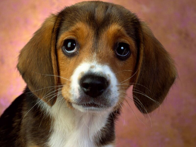 Beagle Puppy