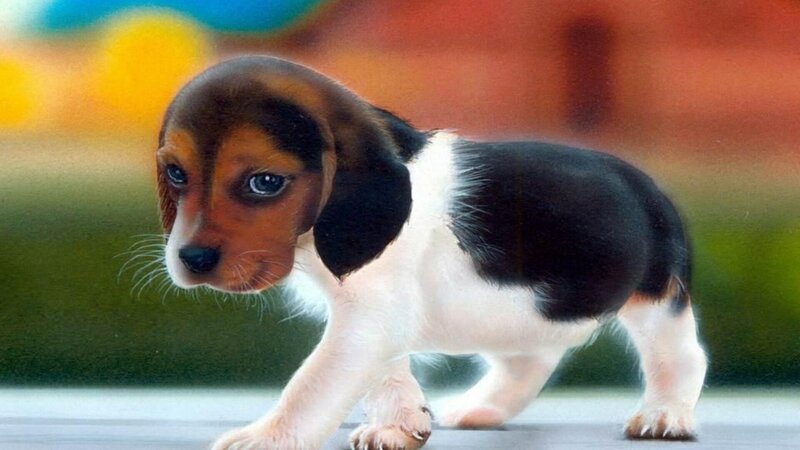 Beagle Puppy Walking — Brown