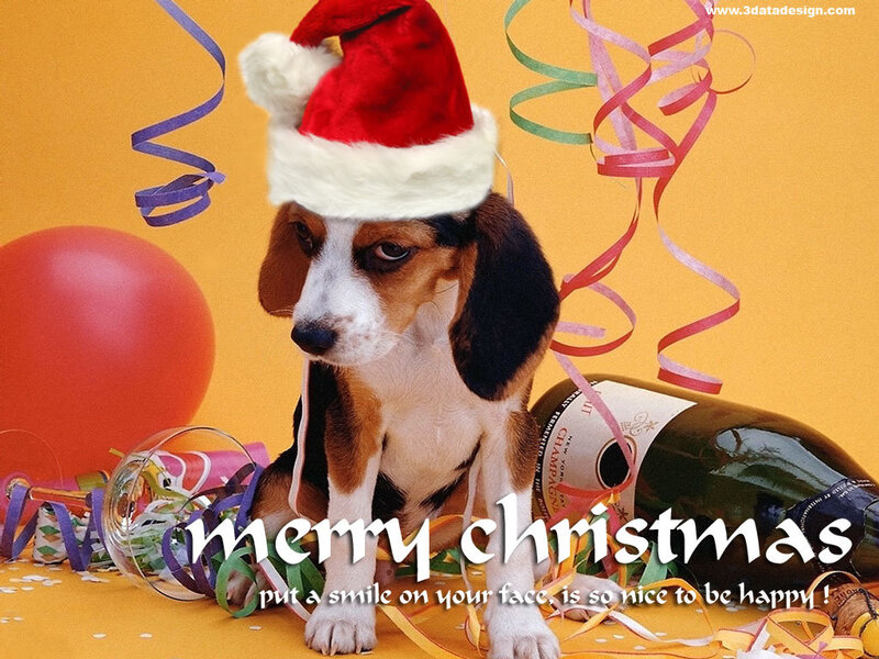Beagle Puppy Wearing Hat