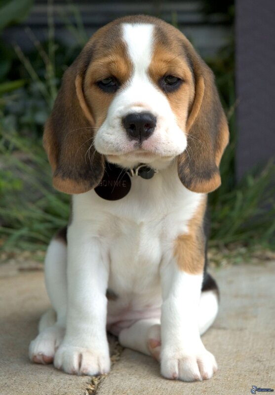 Beagle Puppy — White, Calm, Afternoon
