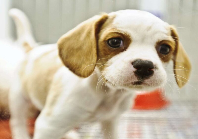 Beagle Puppy — White, Calm