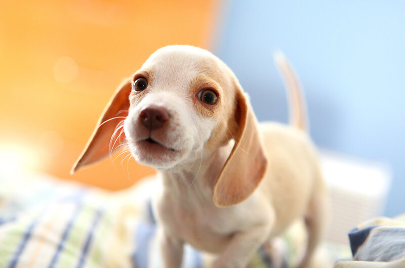 Beagle Puppy — White, Curious