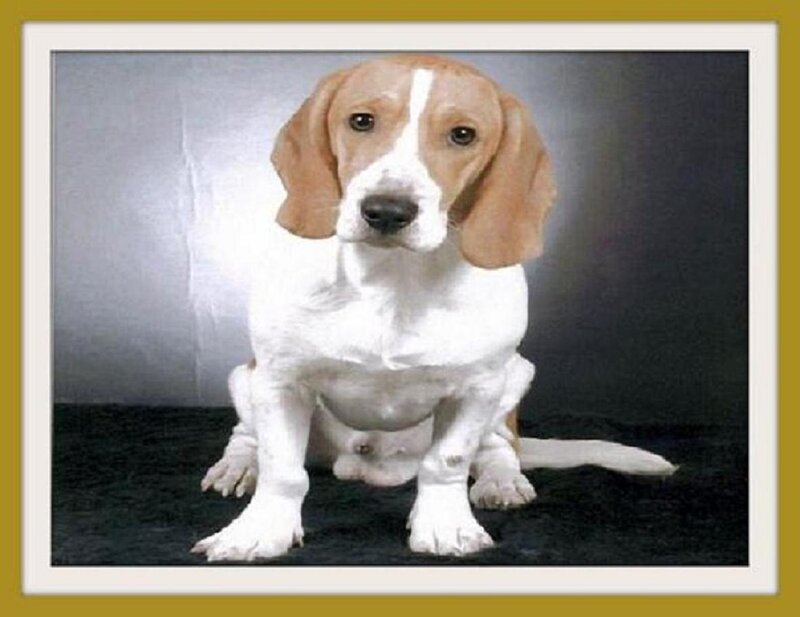 Beagle Puppy — White, Neutral, Photograph