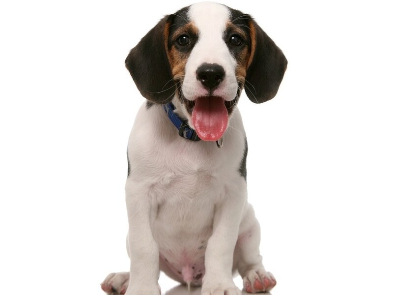 Beagle Puppy — White