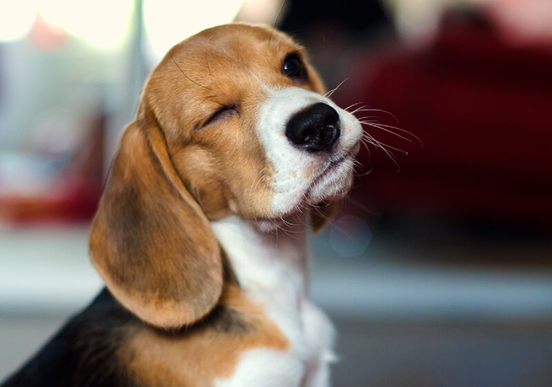 Beagle Puppy Winking — Brown