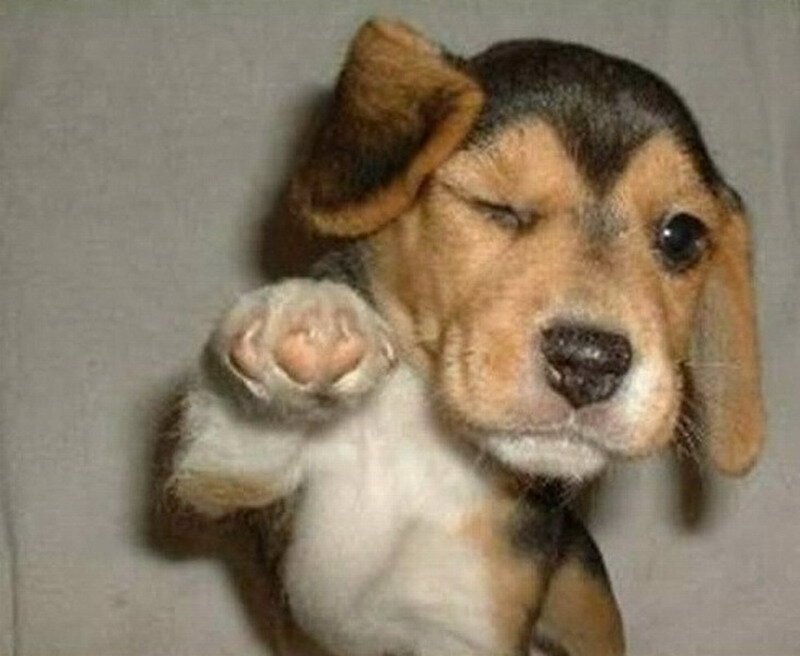 Beagle Puppy Winking