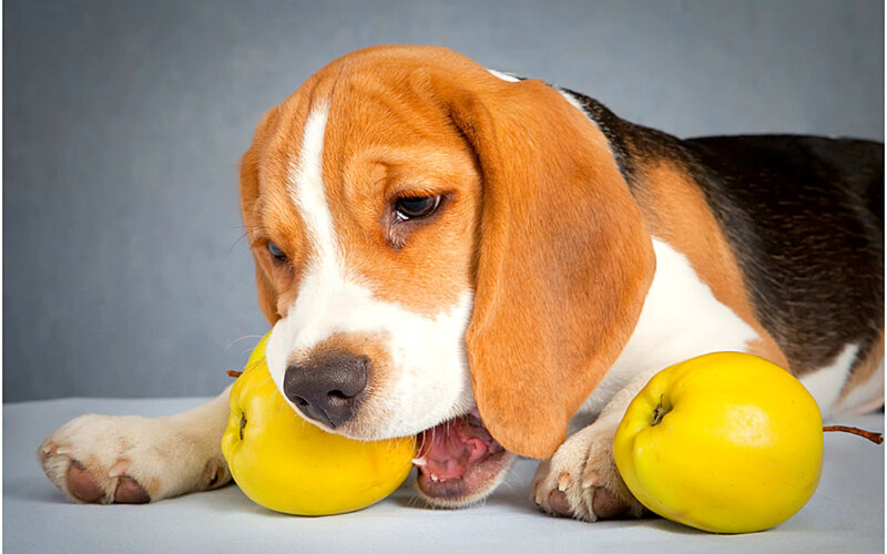 Beagle Puppy with Apples
