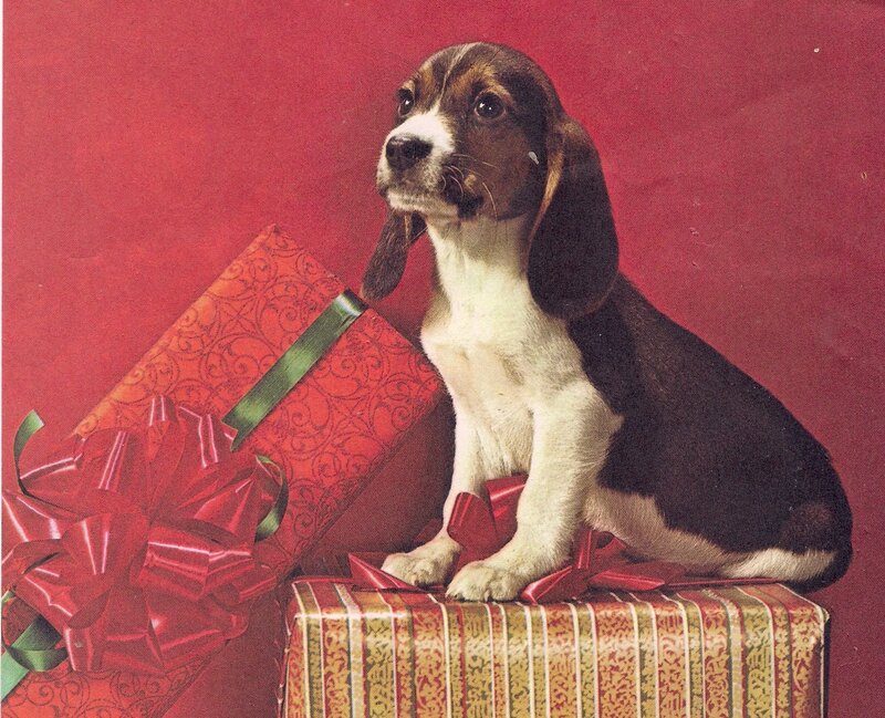 Beagle Puppy with Gifts