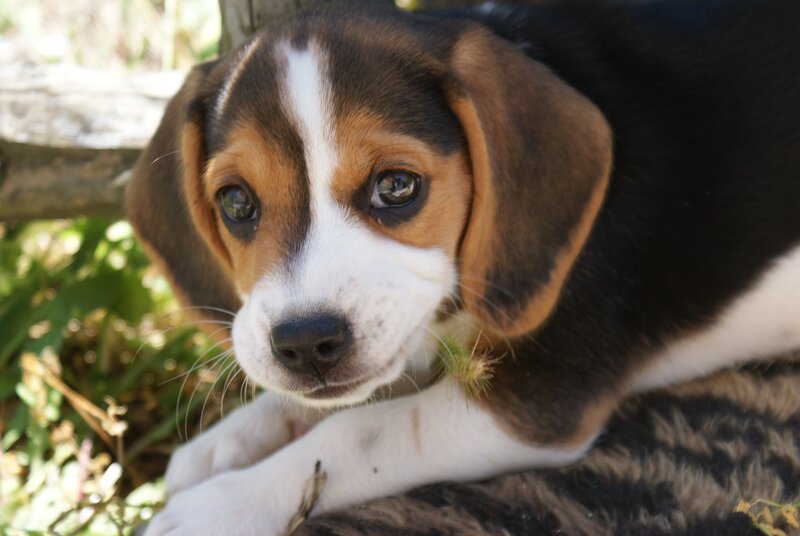 Beagle puppy with grass