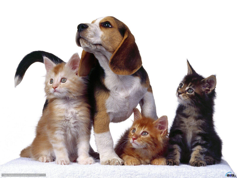 Beagle Puppy with Kittens — White, Calm