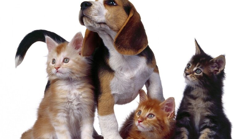 Beagle Puppy with Kittens — White, Neutral