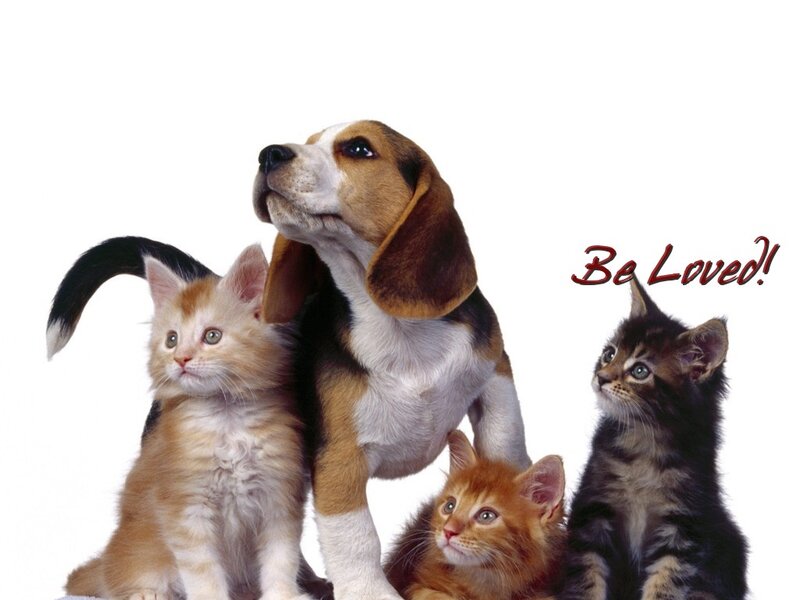 Beagle Puppy with Kittens — White
