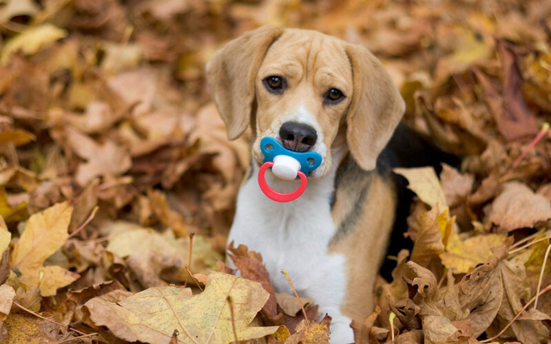 Beagle Puppy with Pacifier