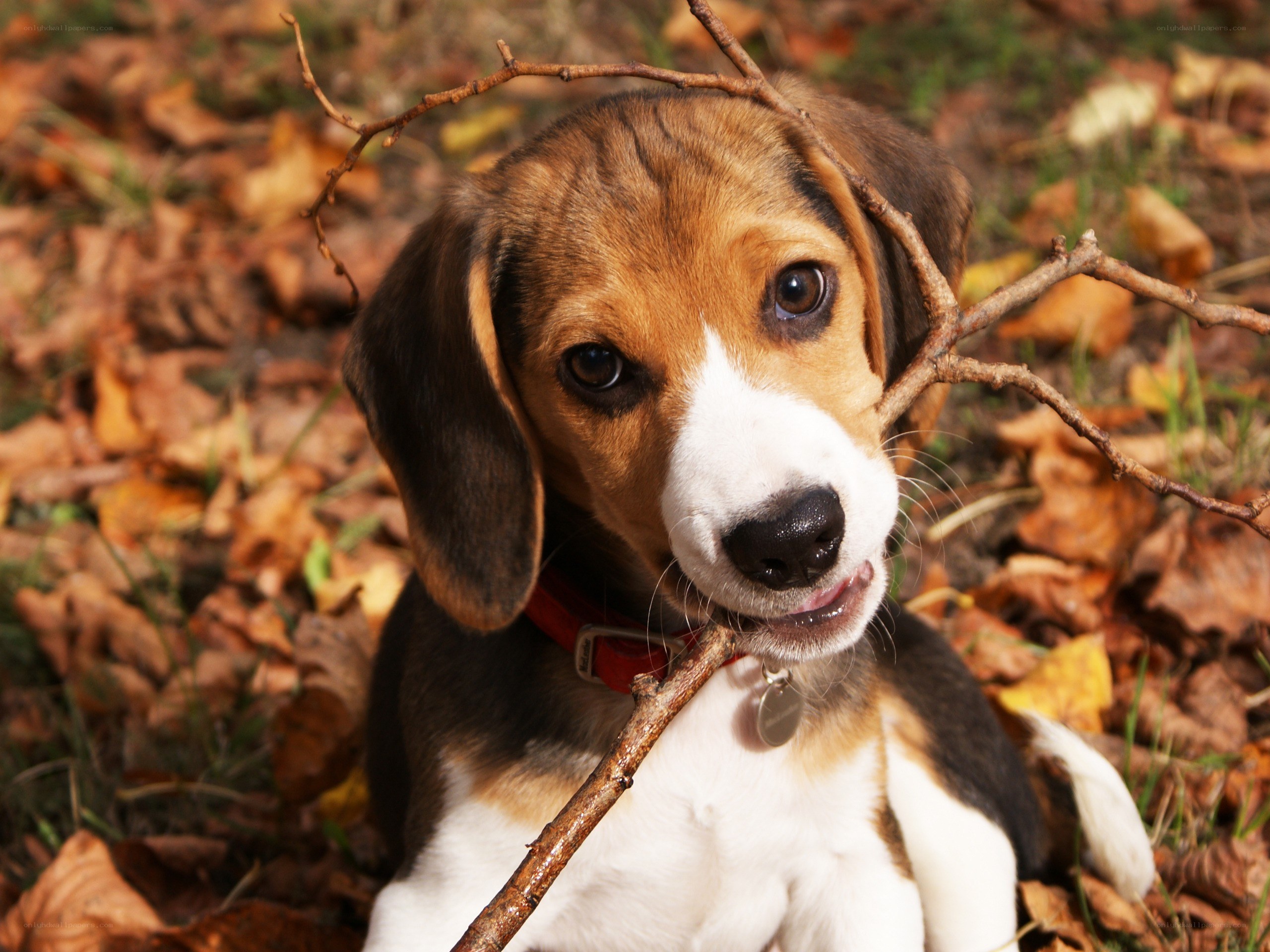 Beagle puppy with stick