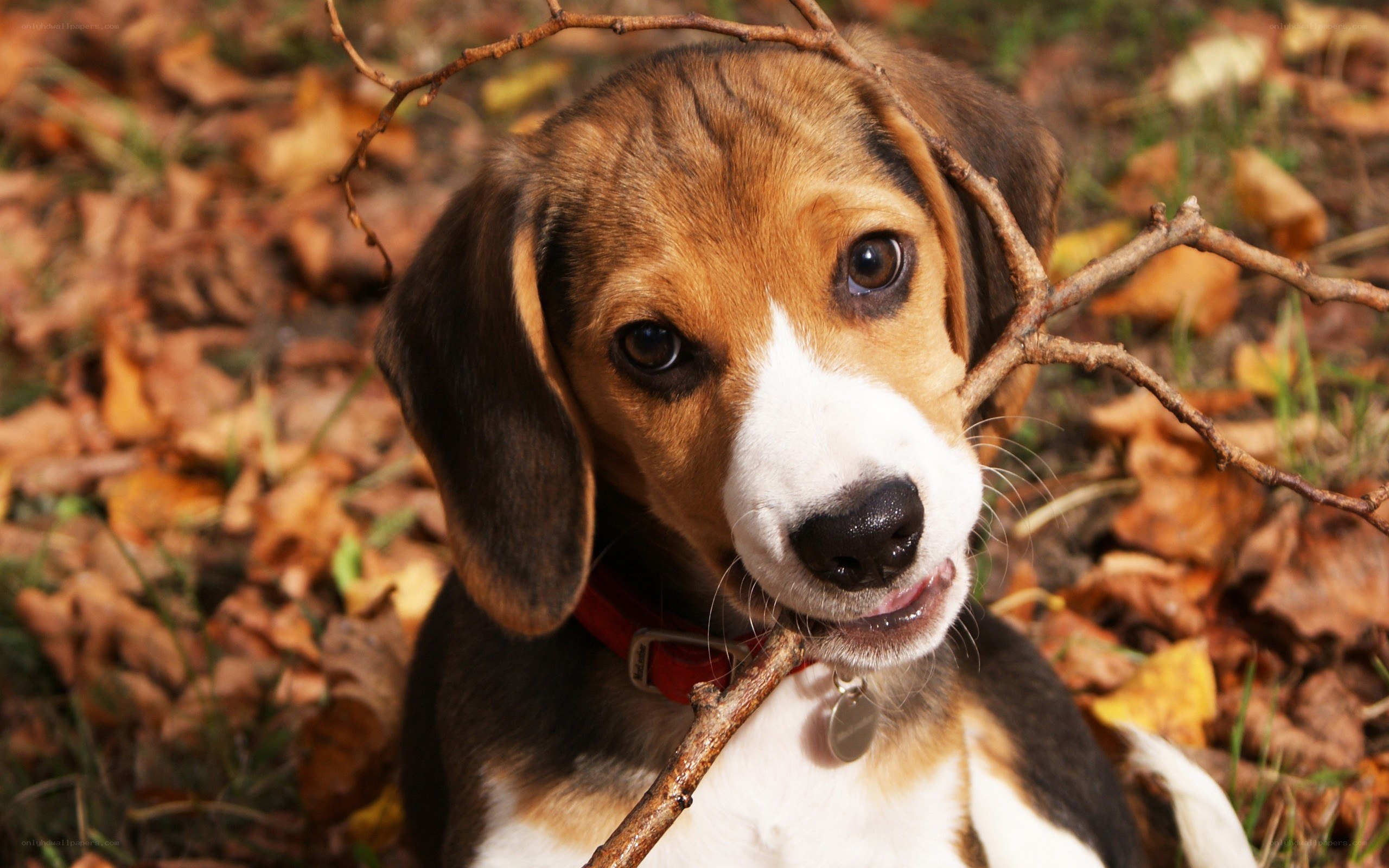 Beagle puppy with stick