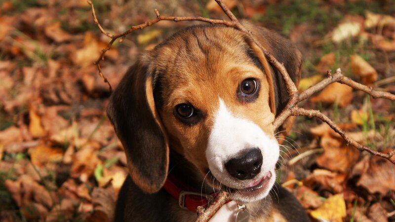 Beagle puppy with stick