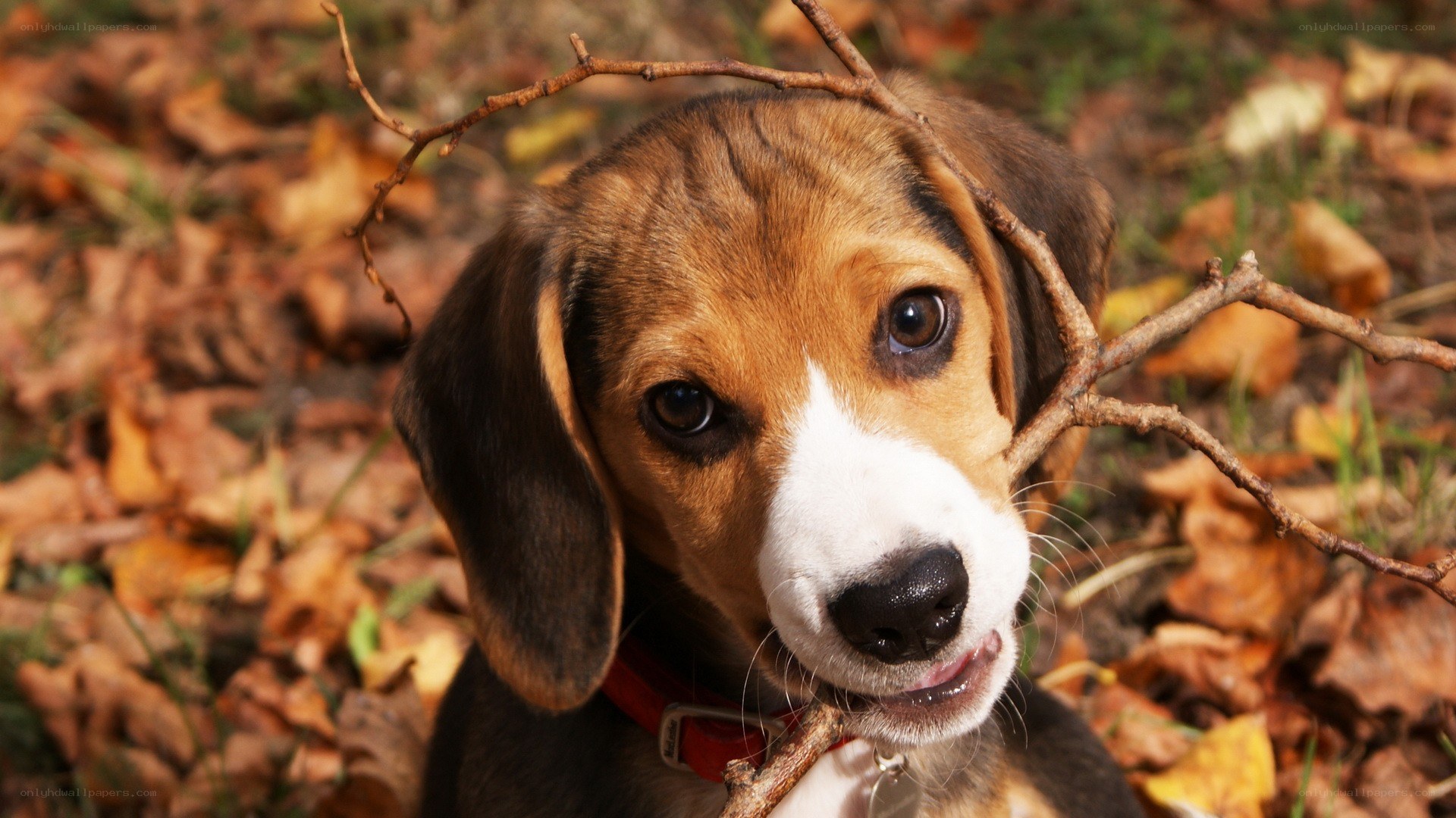 Beagle puppy with stick