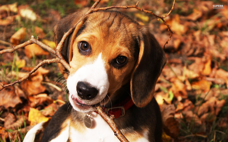 Beagle Puppy with Stick — Brown, Calm, Autumn, Photograph