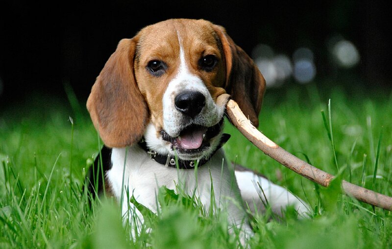 Beagle Puppy with Stick — Green