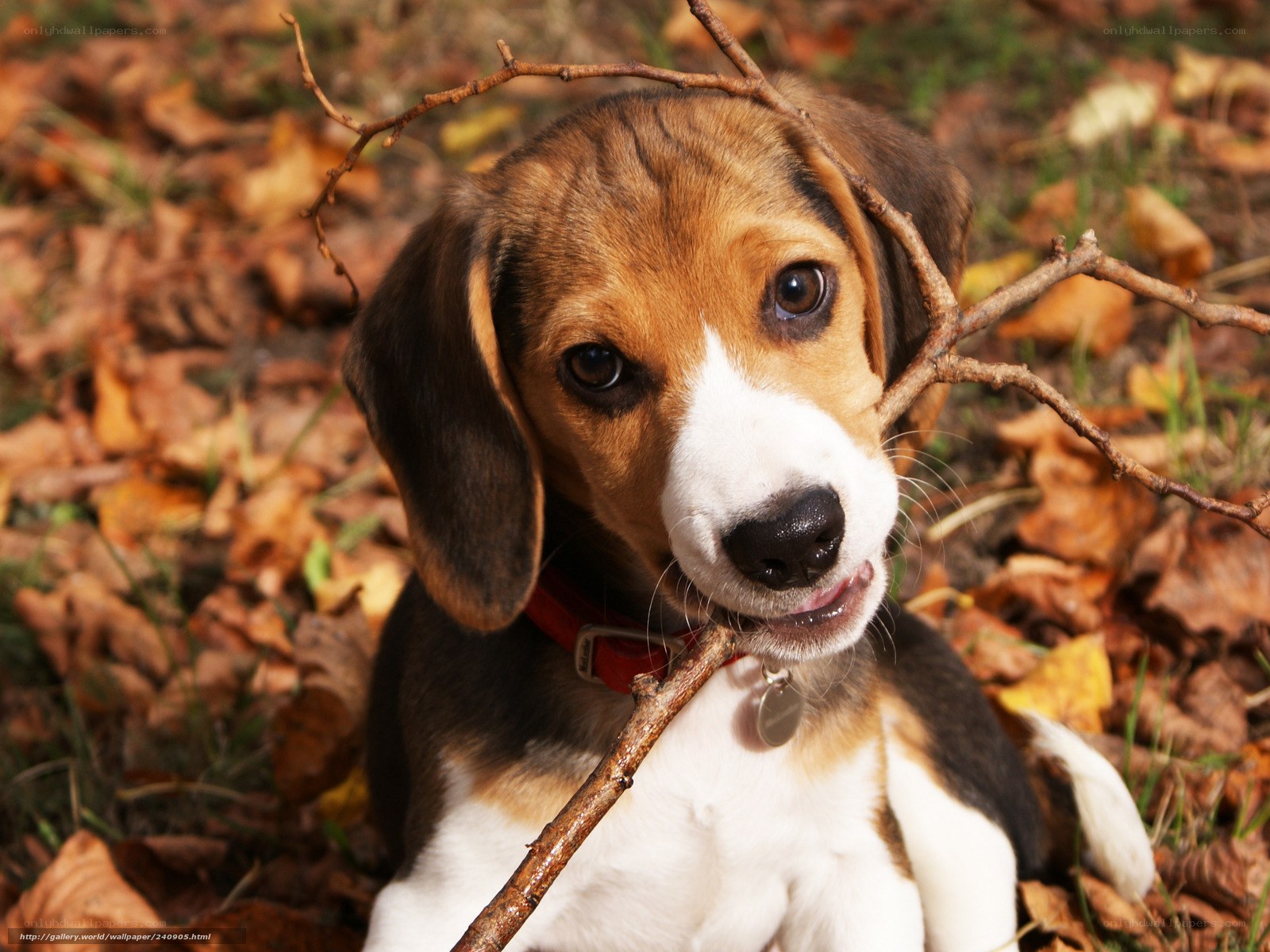 Beagle puppy with stick