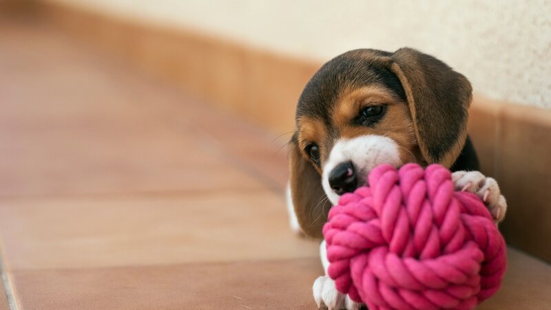 Beagle Puppy with Toy — Brown