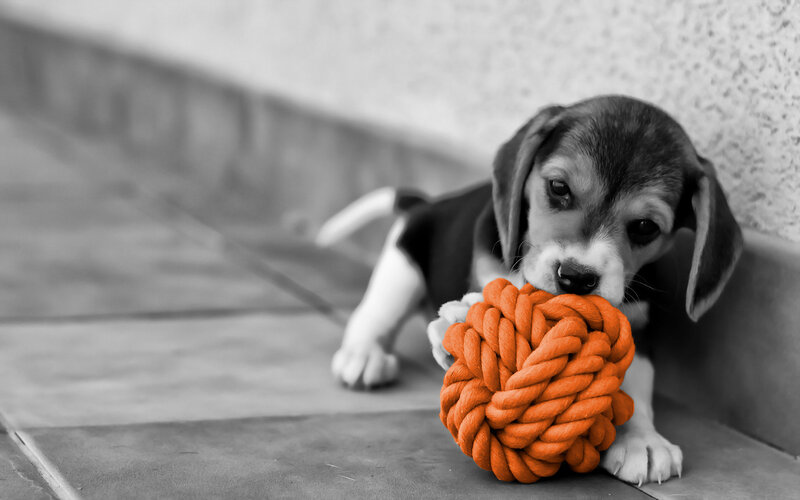 Beagle Puppy with Toy — Orange