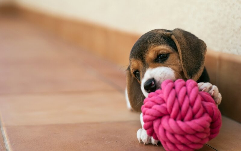 Beagle Puppy with Toy