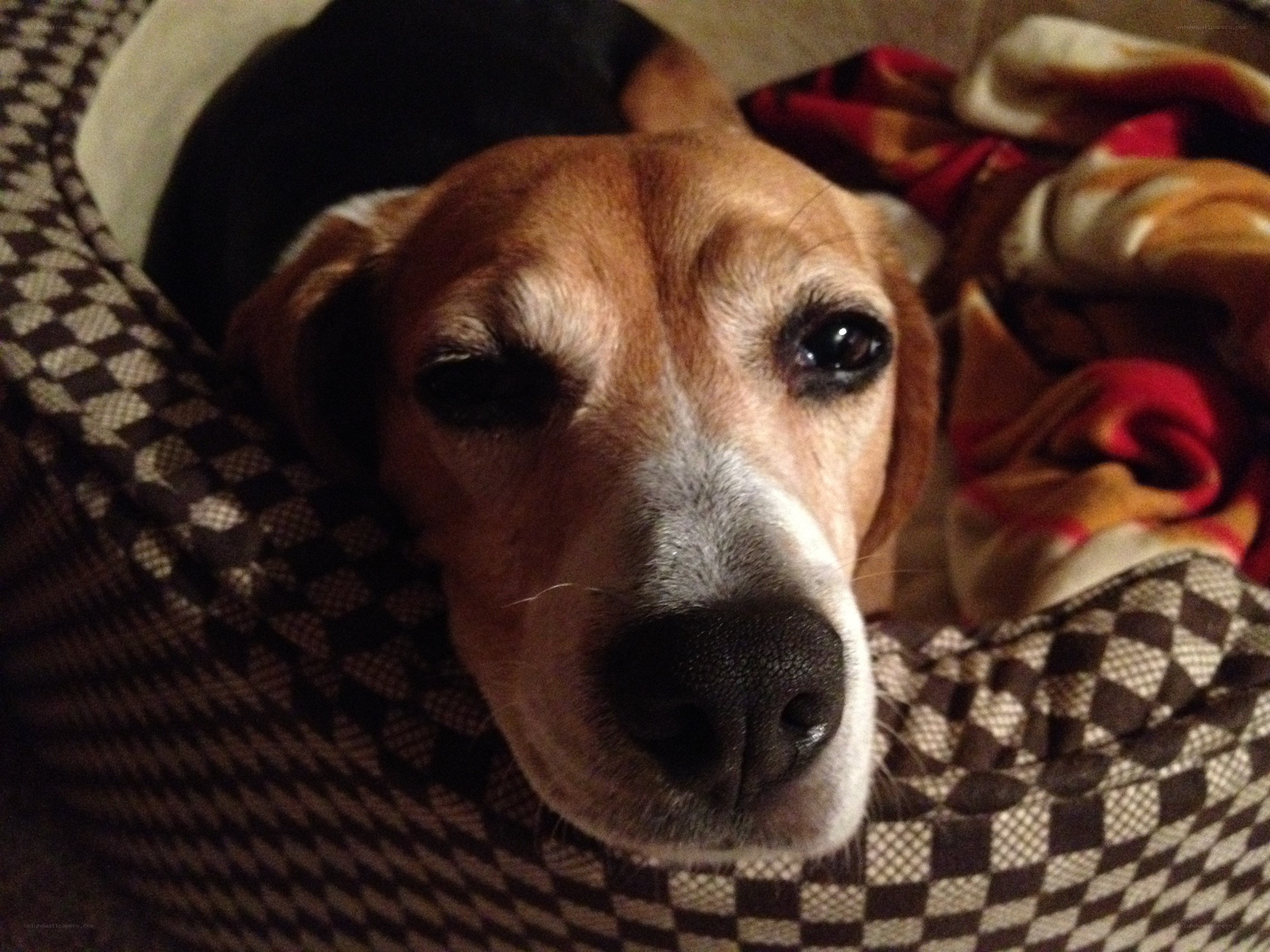 Beagle resting in bed
