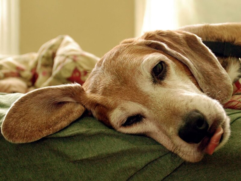 beagle resting on a bed