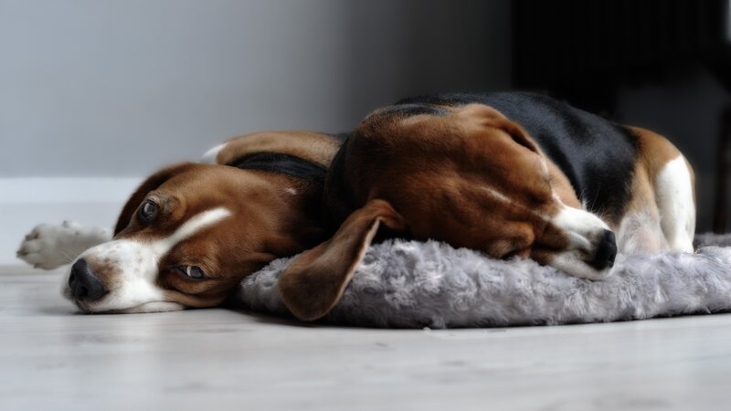 Beagle resting on a blanket