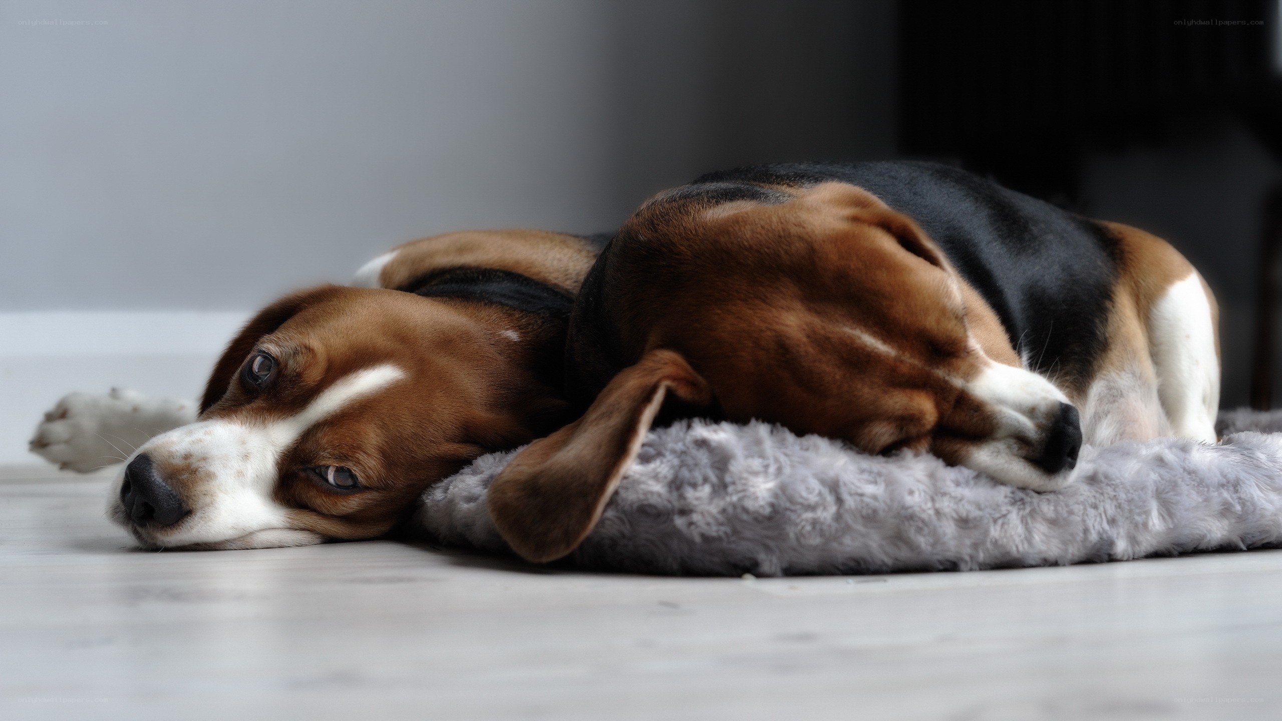 Beagle resting on a blanket