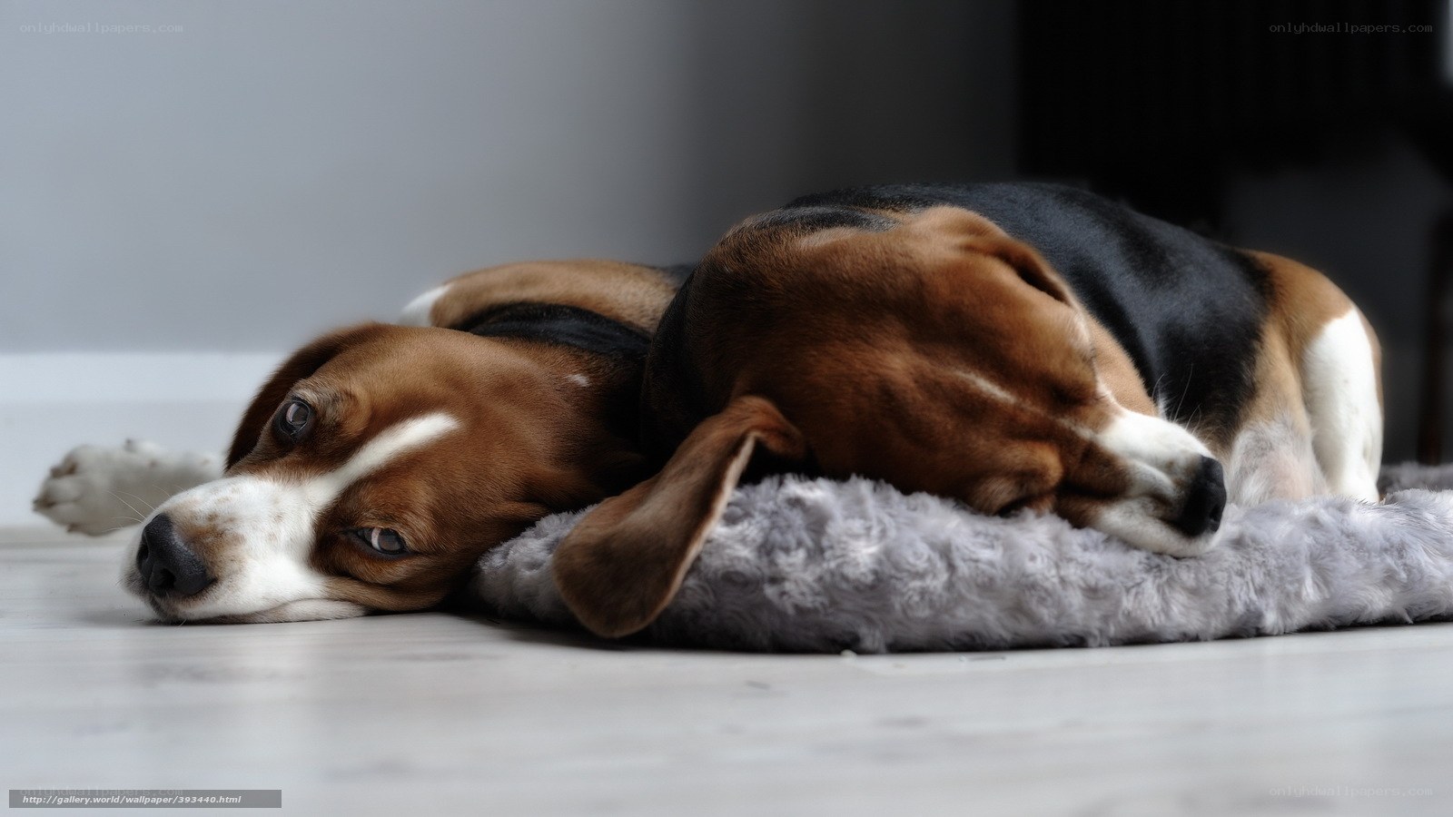 Beagle resting on a cushion